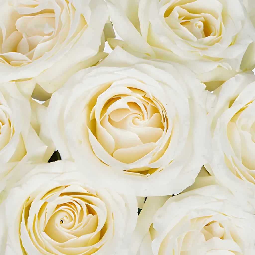 White Roses Standard - alternative 3