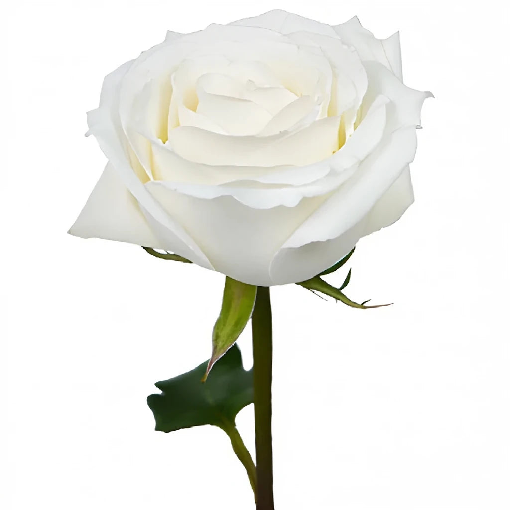 White Roses Standard - alternative 2