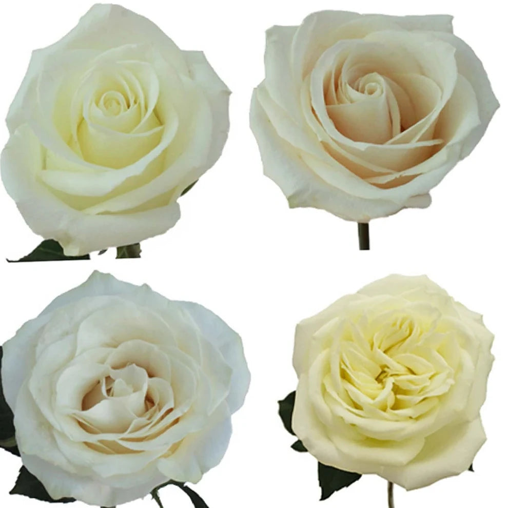 Avalanche Roses Standard - main