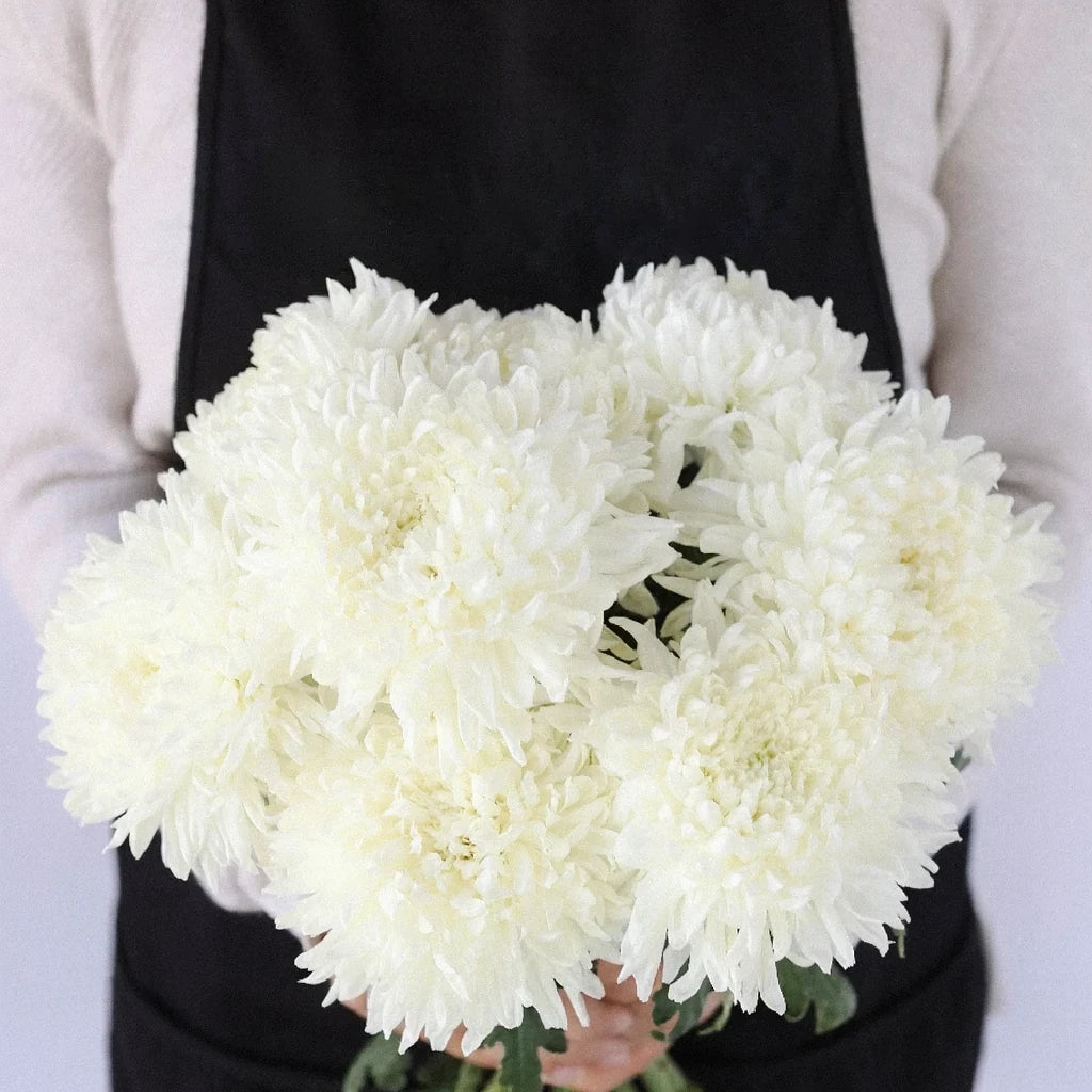 White Football Mums - alternative 3