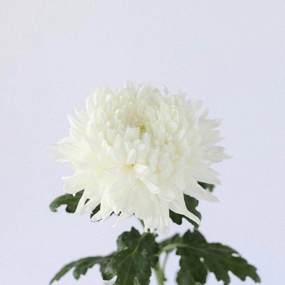 White Football Mums - alternative 2