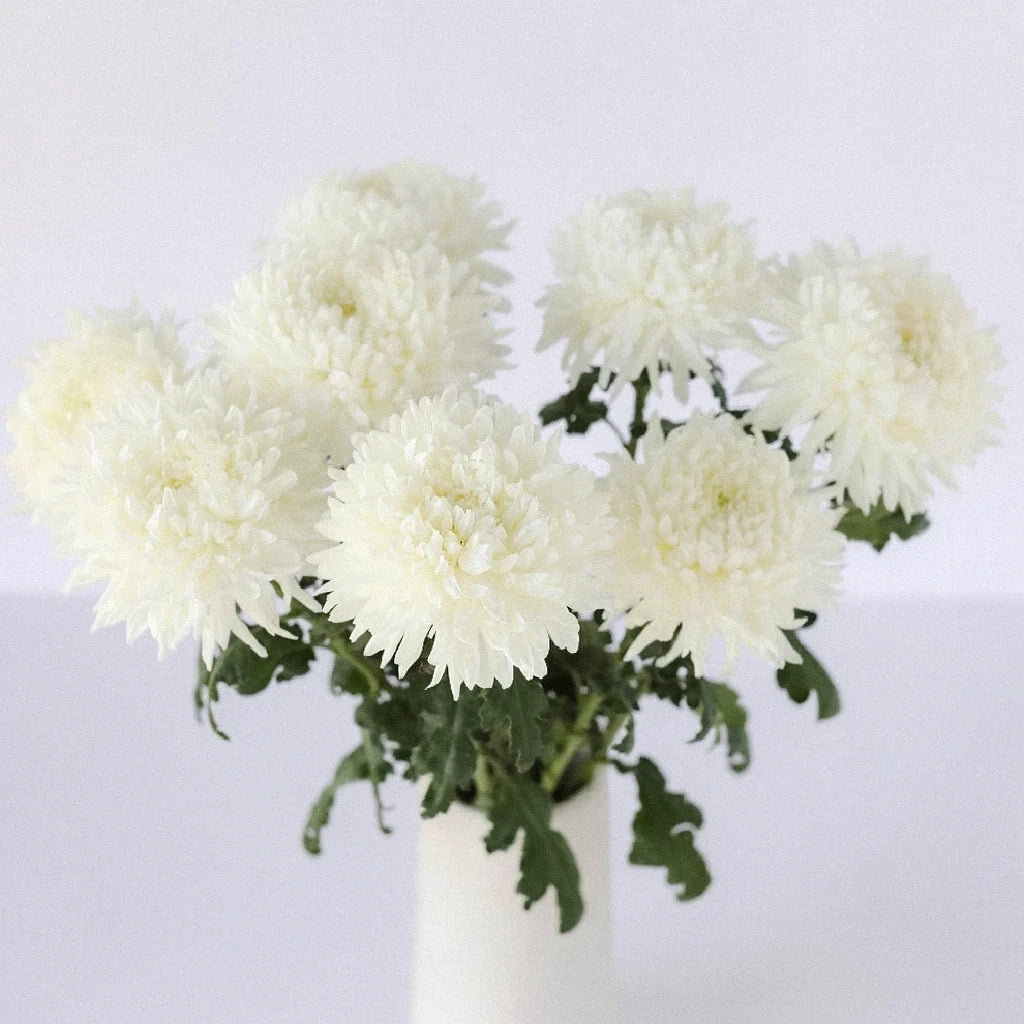 White Football Mums - main