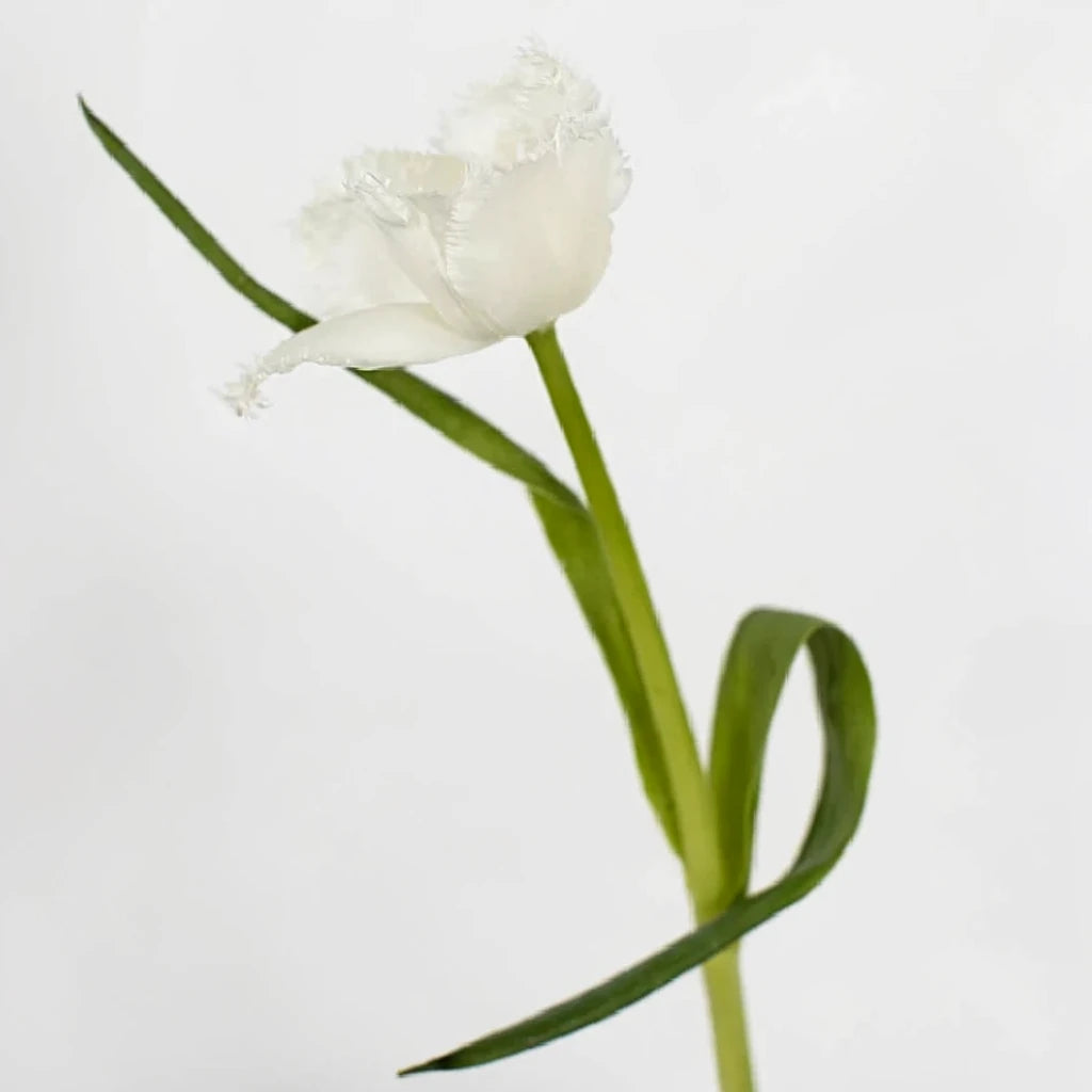 White Tulips Fringed - main