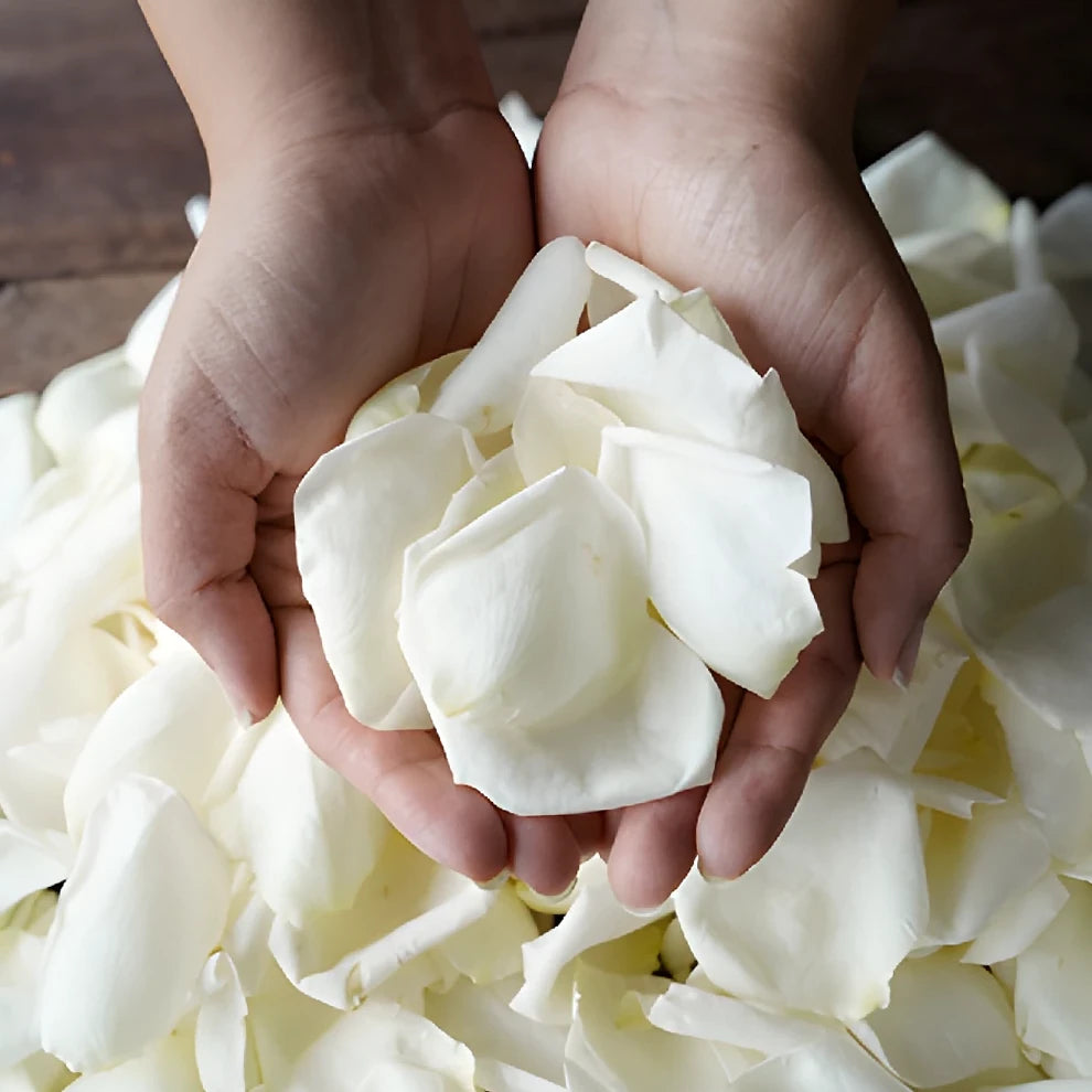White Rose Petals - alternative 1