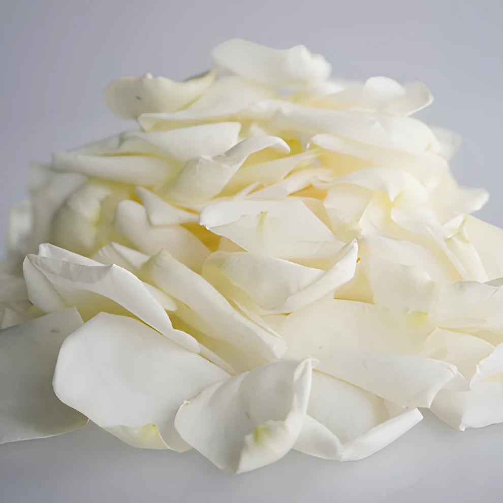 White Rose Petals - alternative 3