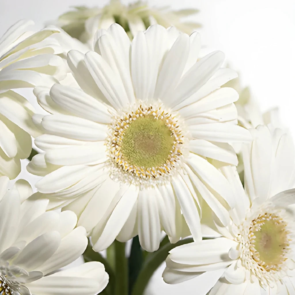 White Gerberas Mini - main