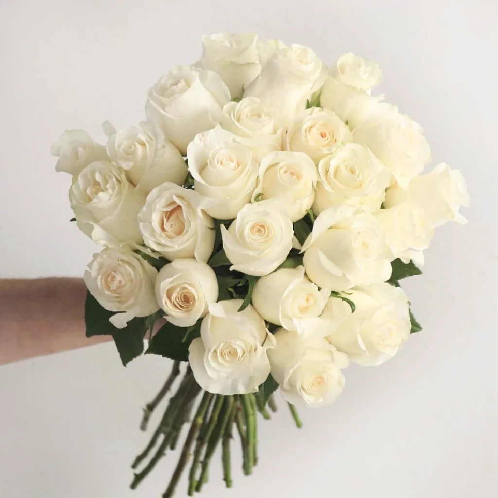 Anastasia Roses Standard - main