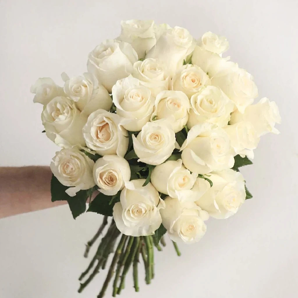 Avalanche Roses Standard - alternative 1