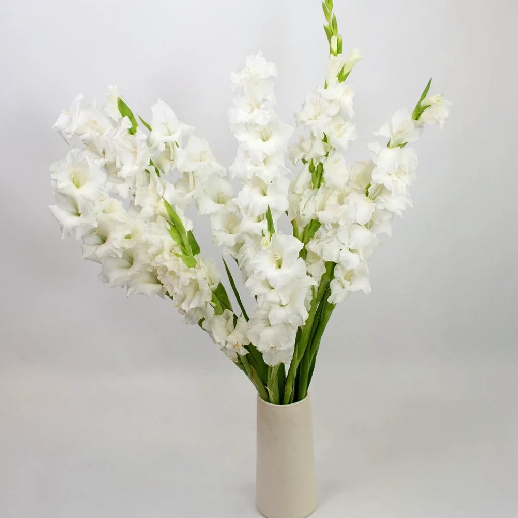White Gladiolus - alternative 1