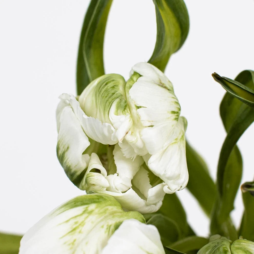 Green Tulips Parrot - alternative 1