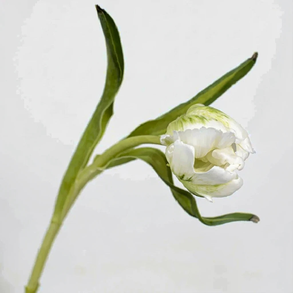 Green Tulips Parrot - alternative 2