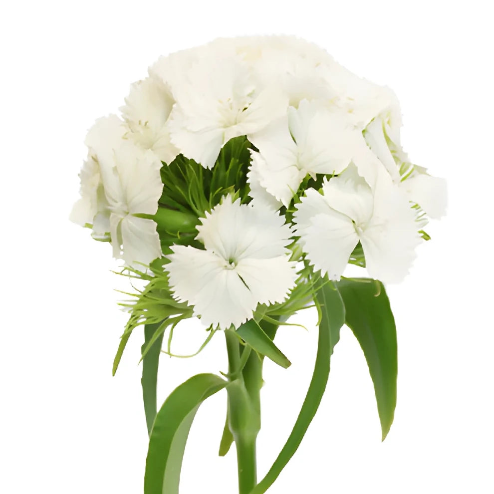 Sweet W. White Dianthus - alternative 1