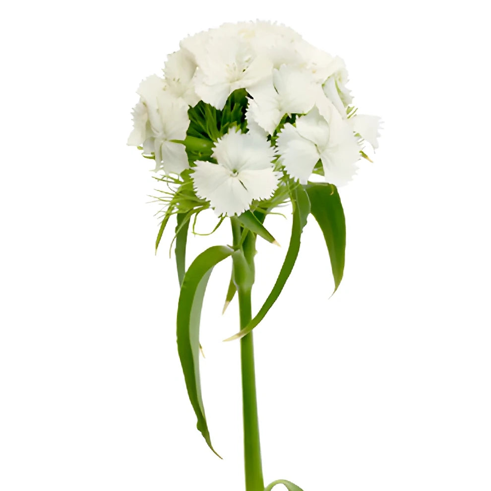Sweet W. White Dianthus - main