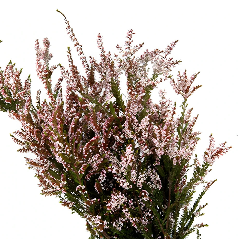 White Calycina Heather - main