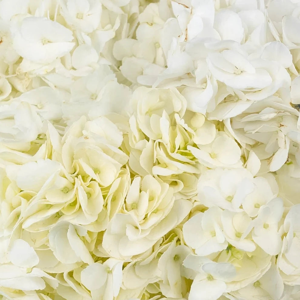 White Hydrangeas - alternative 1