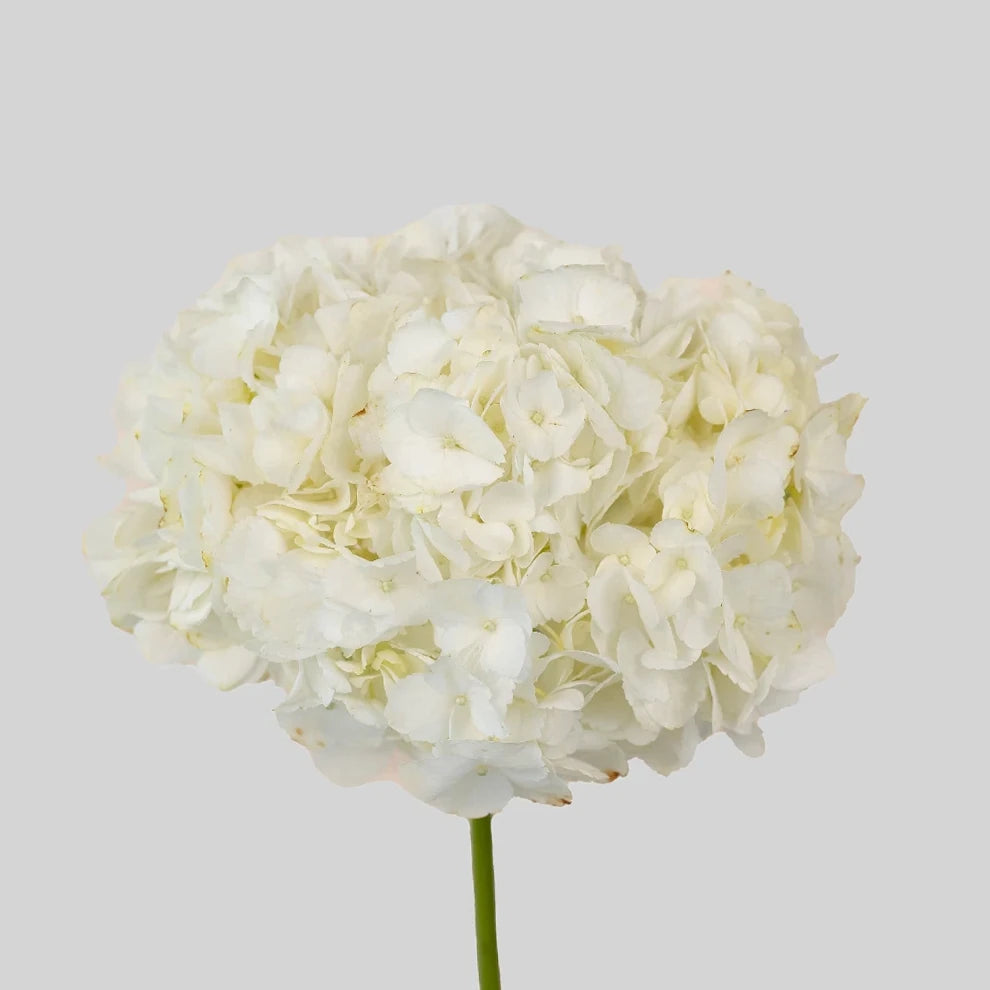 White Hydrangeas - alternative 2
