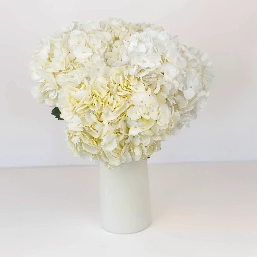Lacecap Hydrangeas - alternative 1