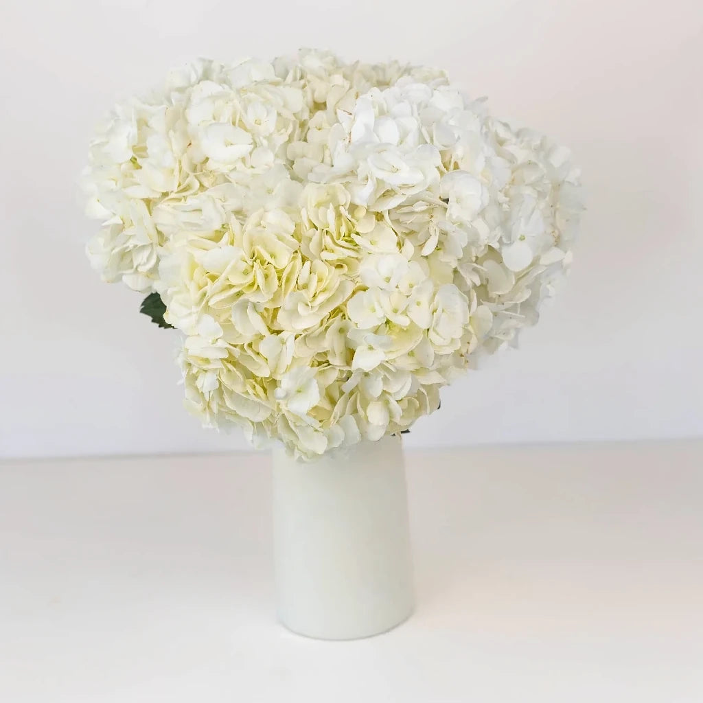 White Hydrangeas - main
