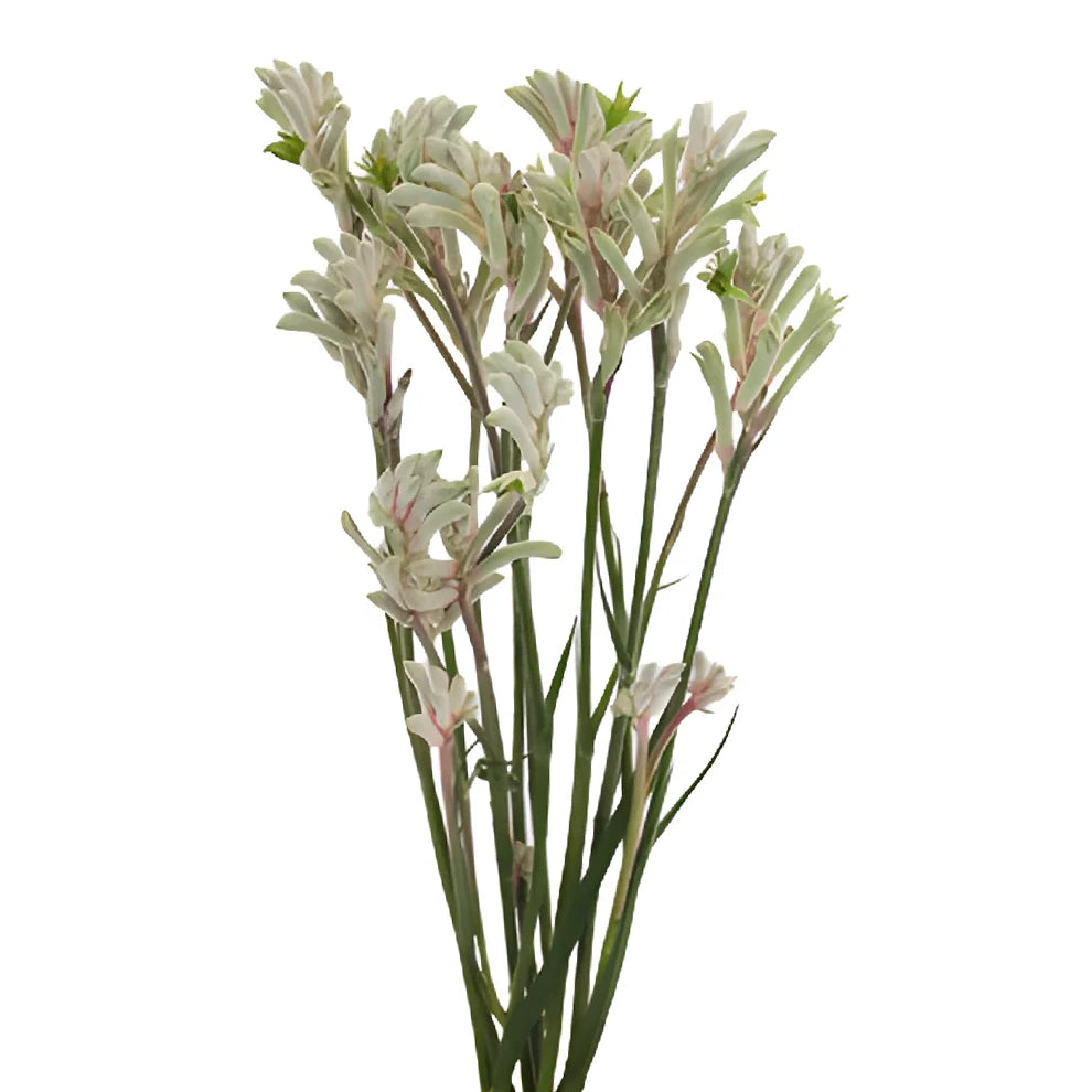 White Kangaroo Paw - alternative 2