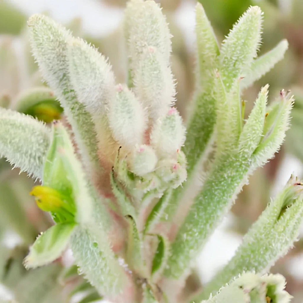 White Kangaroo Paw - main