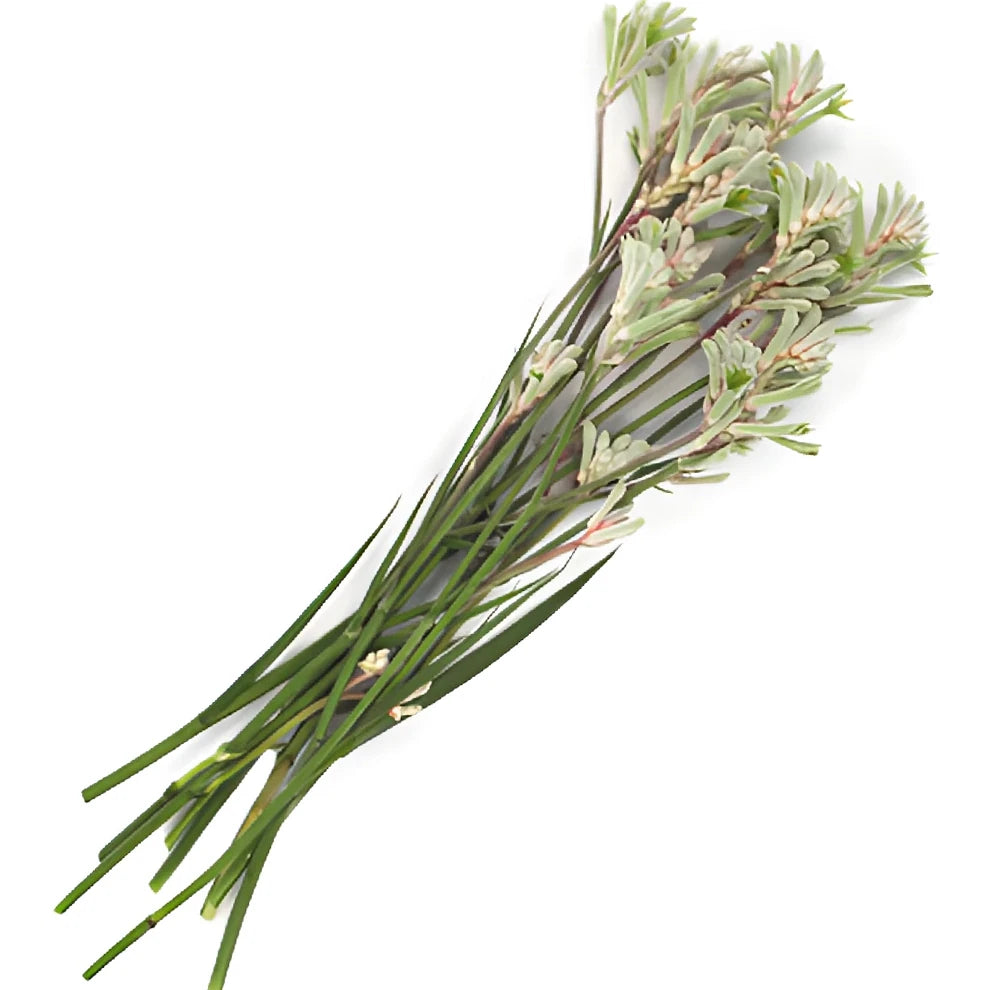 White Kangaroo Paw - alternative 1