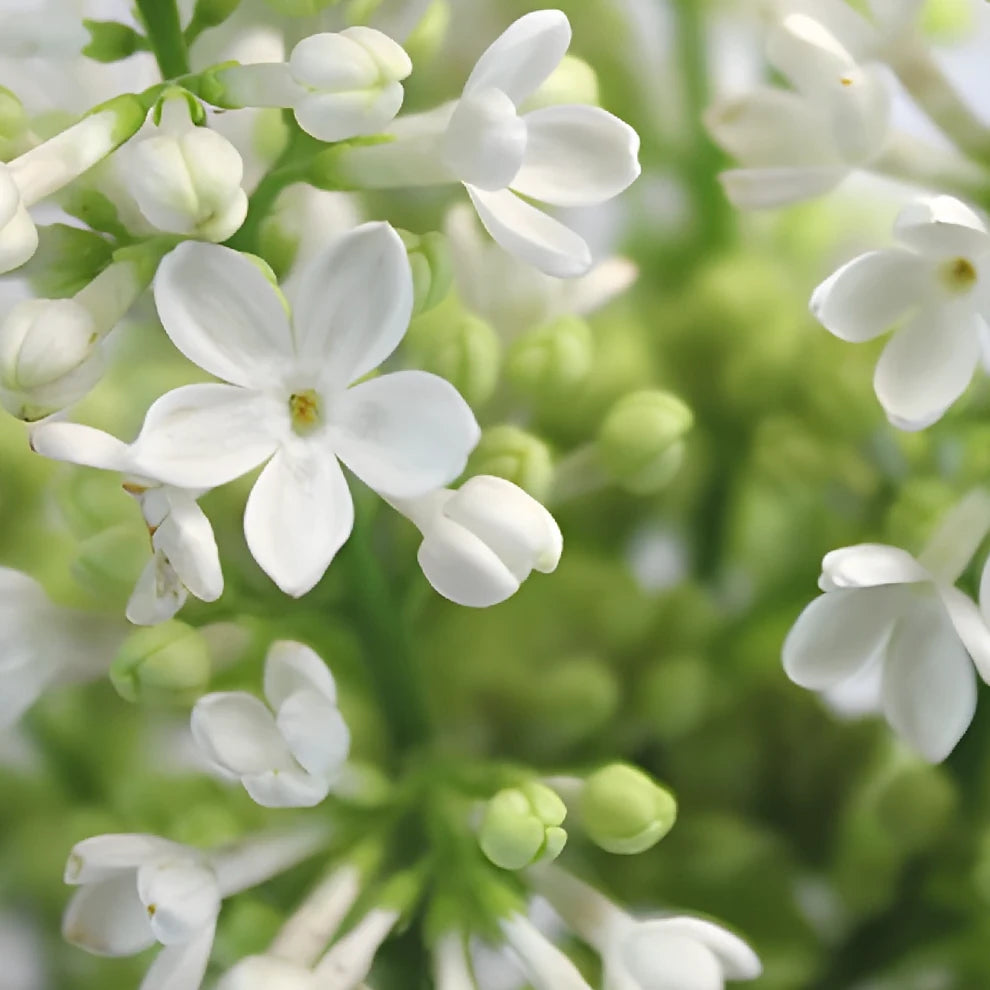 White Lilac - alternative 1