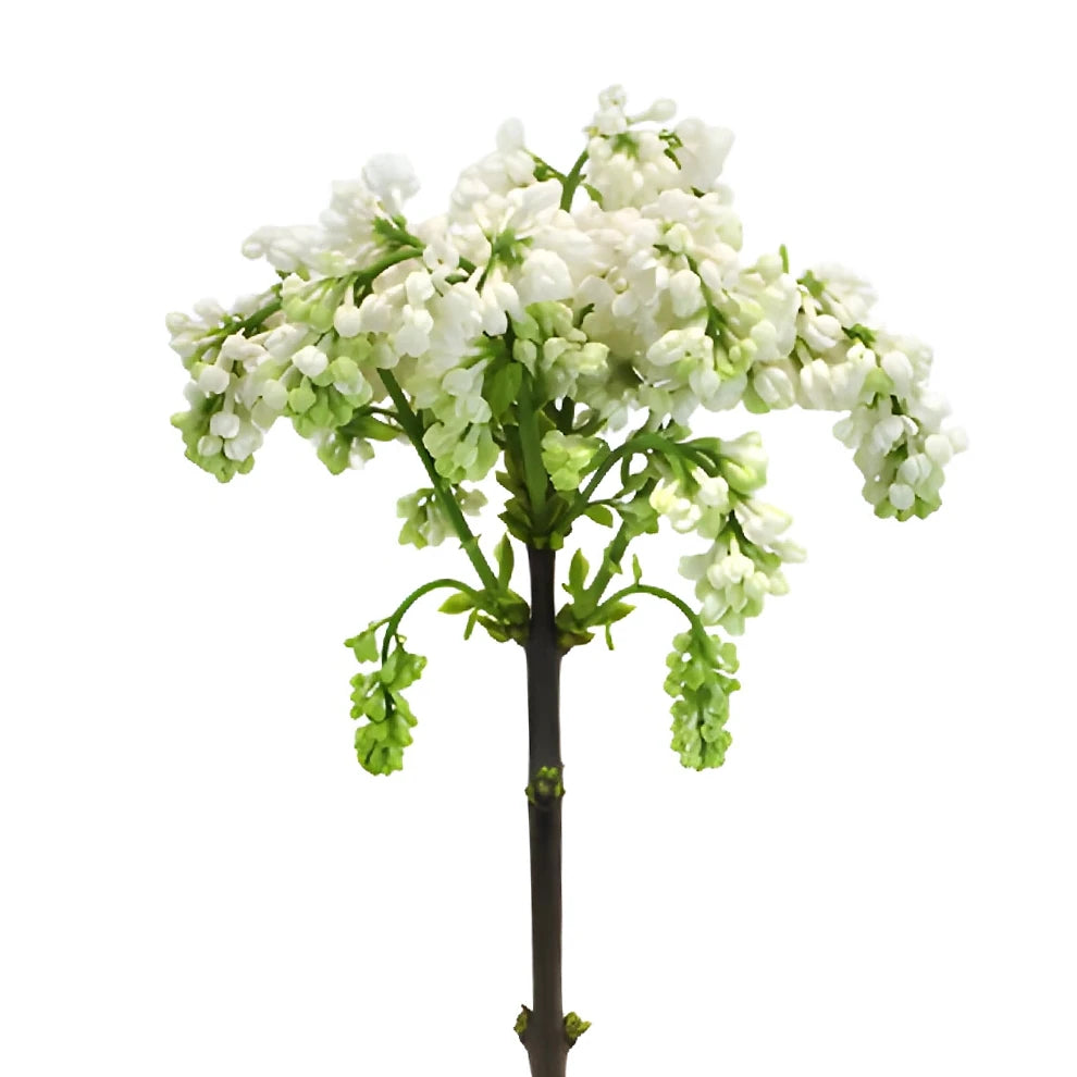 White Lilac - alternative 2