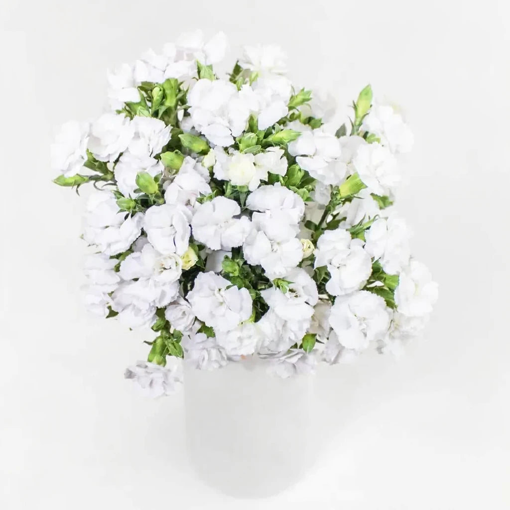 Gypsy Dianthus - White - alternative 2