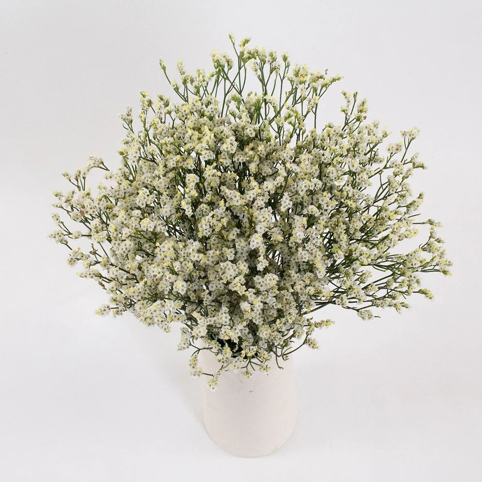 White Limonium - alternative 1