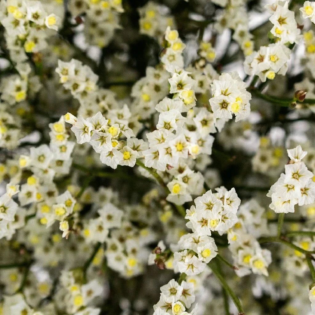 White Limonium - alternative 2