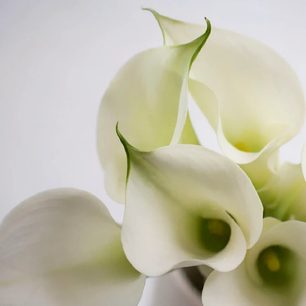 Crystal Clear Calla Lily Mini - alternative 1