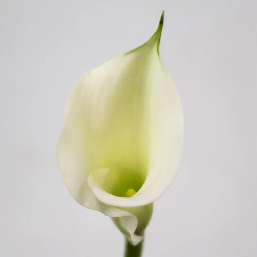 Crystal Clear Calla Lily Mini - main