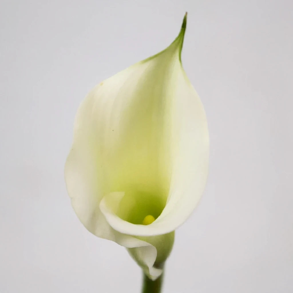 Crystal White Calla Lily Mini - alternative 1