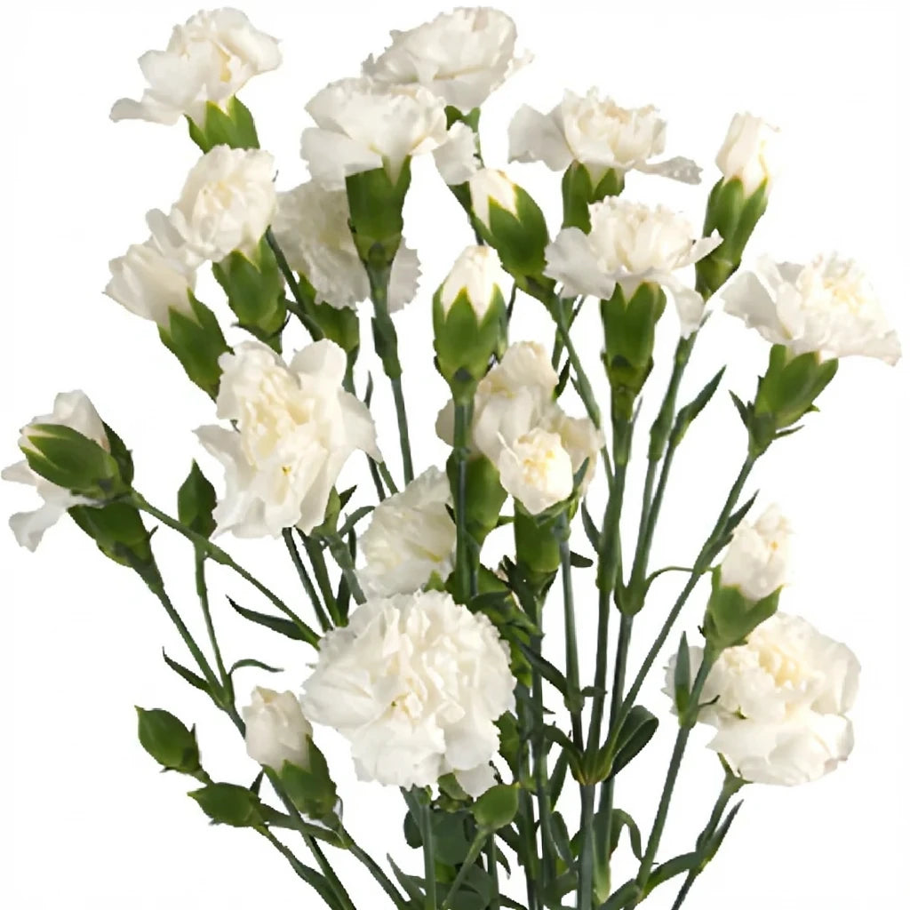 White Carnations - alternative 1
