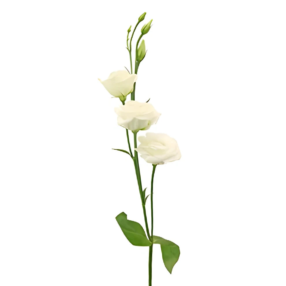Mini Lisianthus - alternative 2