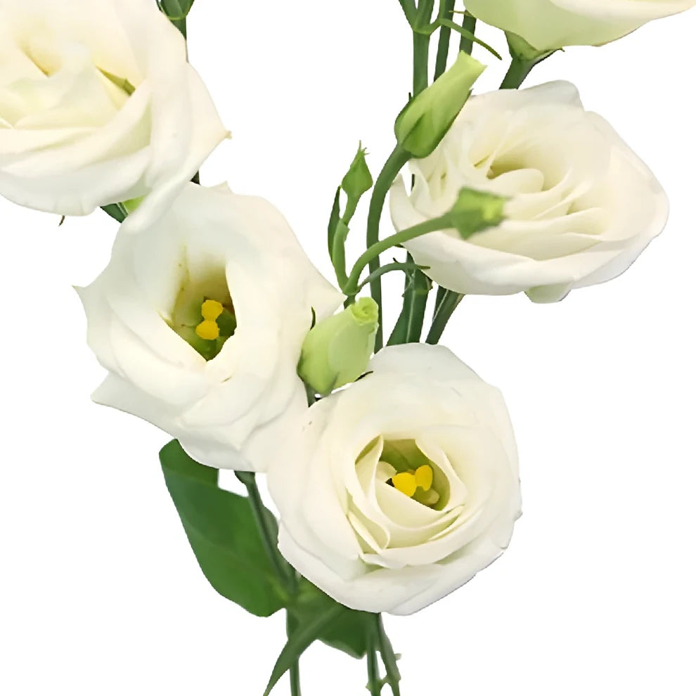 Mini Lisianthus - alternative 1
