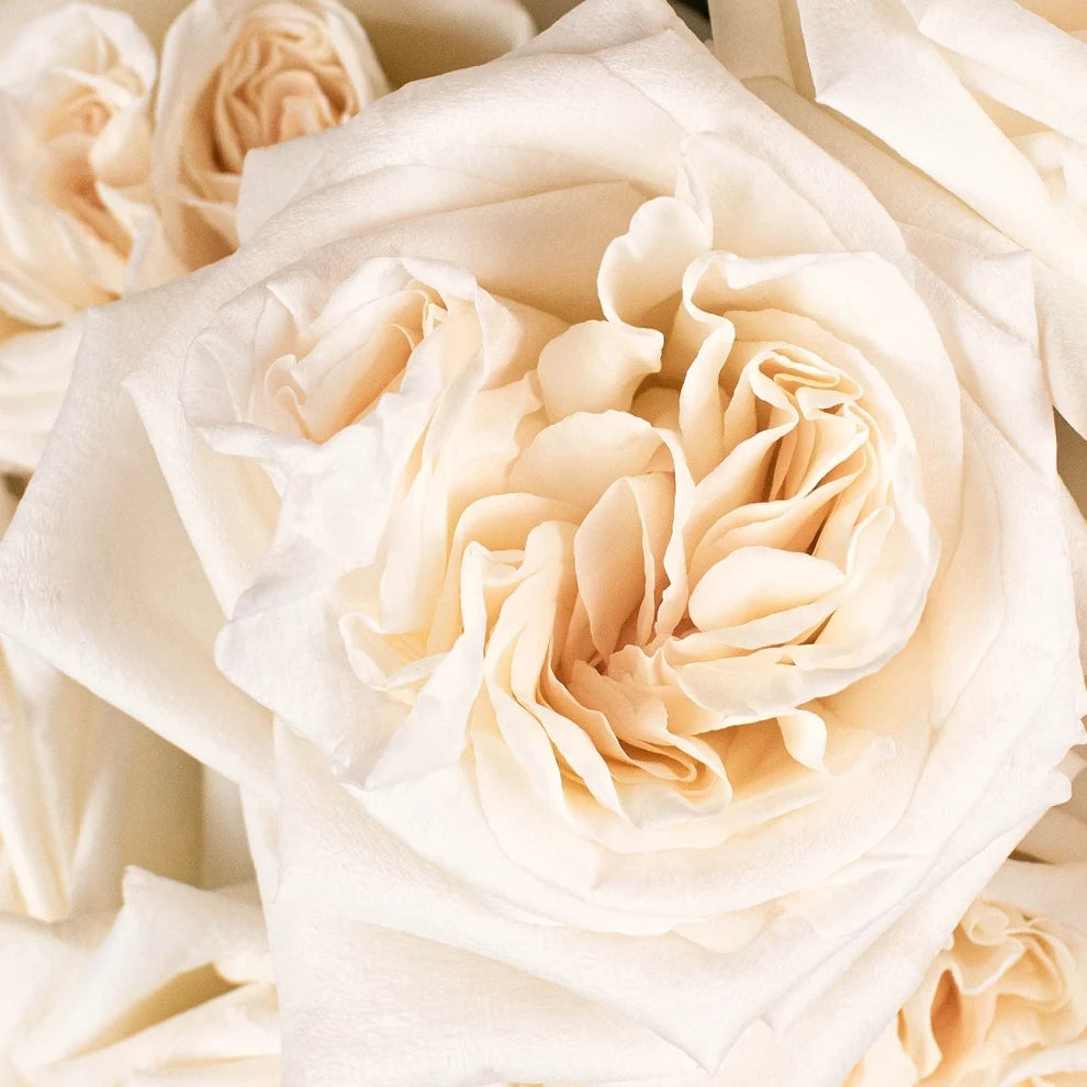Blush White Ohara Roses Garden - alternative 2