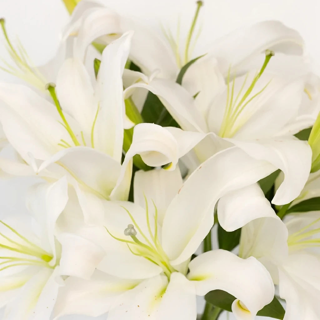 Zambesi Lilies Oriental - main