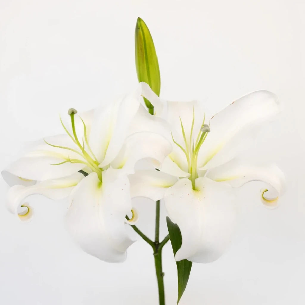 Casa Blanca Lilies Oriental - alternative 1