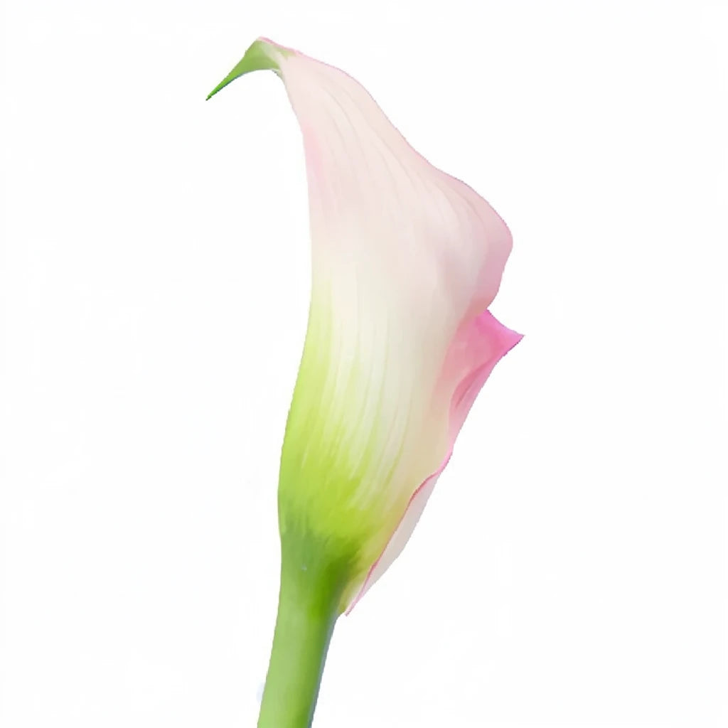 Strawberry Parfait Calla Lily Mini - alternative 3
