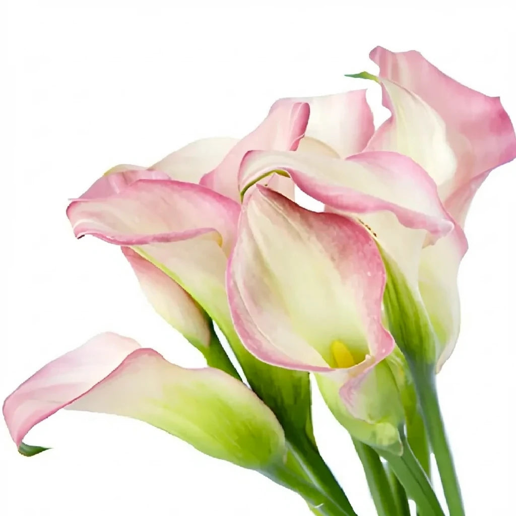 Strawberry Parfait Calla Lily Mini - alternative 1