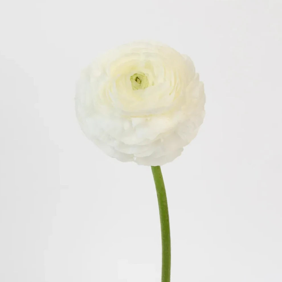 White Ranunculus - alternative 2