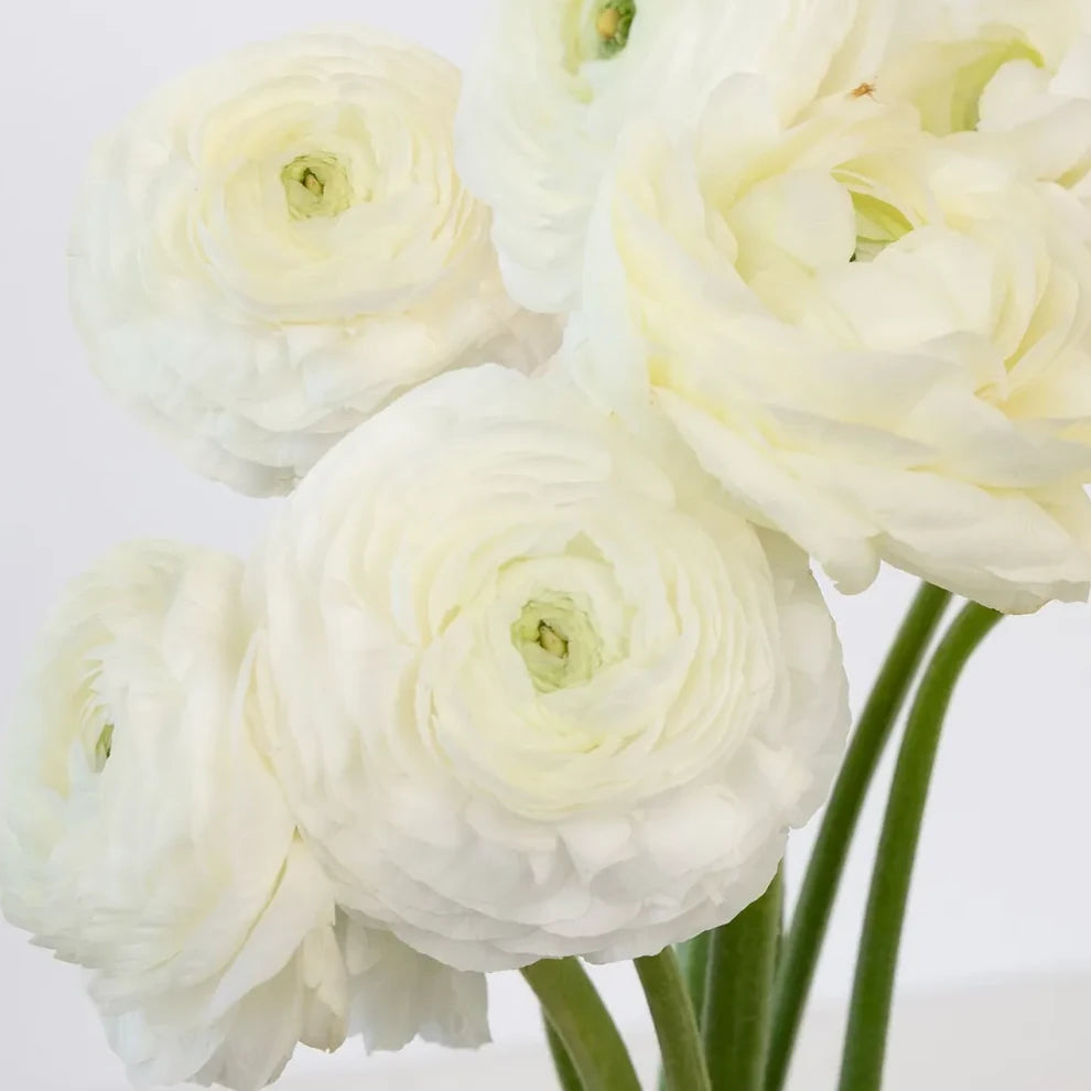 White Ranunculus Cloony - main