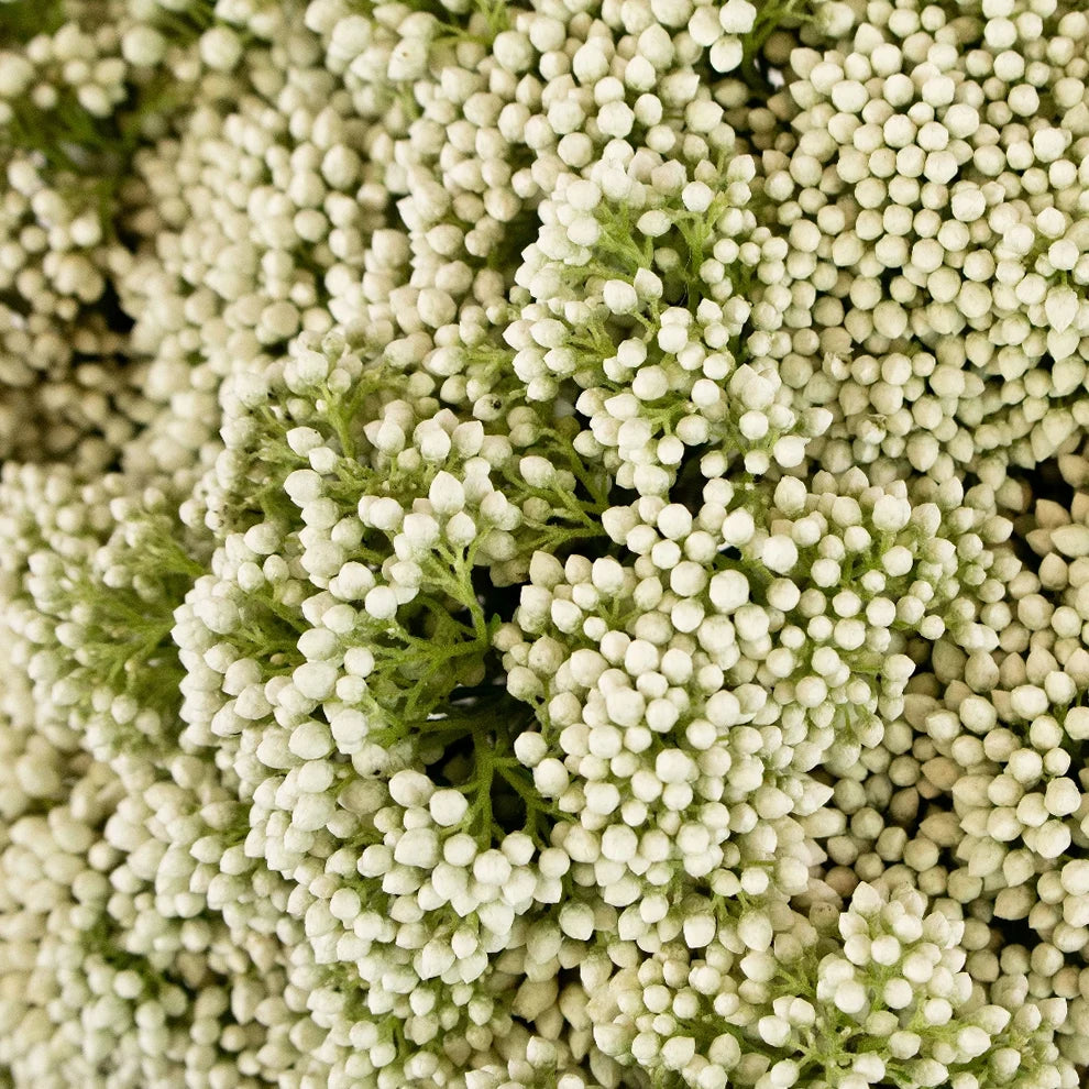 White Rice Flower - main