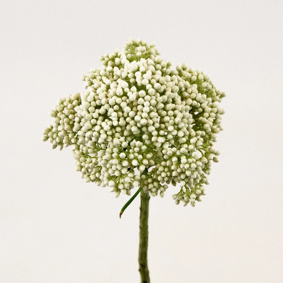 White Rice Flower - alternative 1
