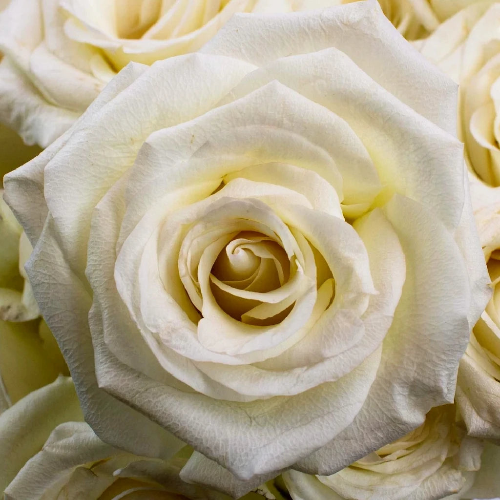 Alba Roses Standard - alternative 2