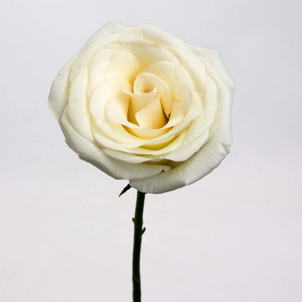 Alba Roses Standard - alternative 1