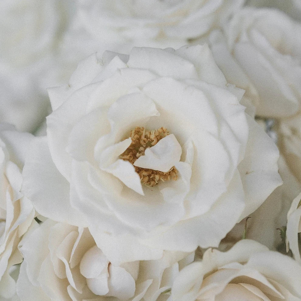 White Majolika Roses Spray - alternative 1