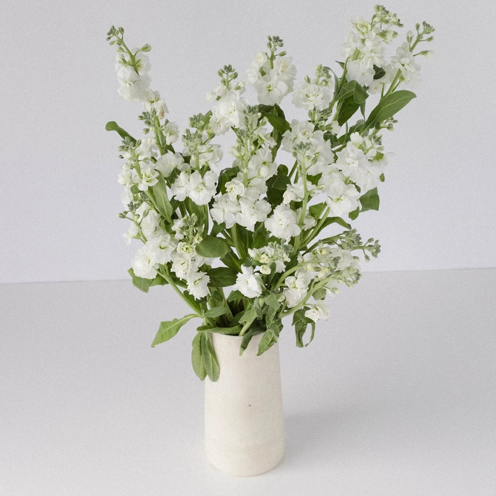 White Stock Spray - main