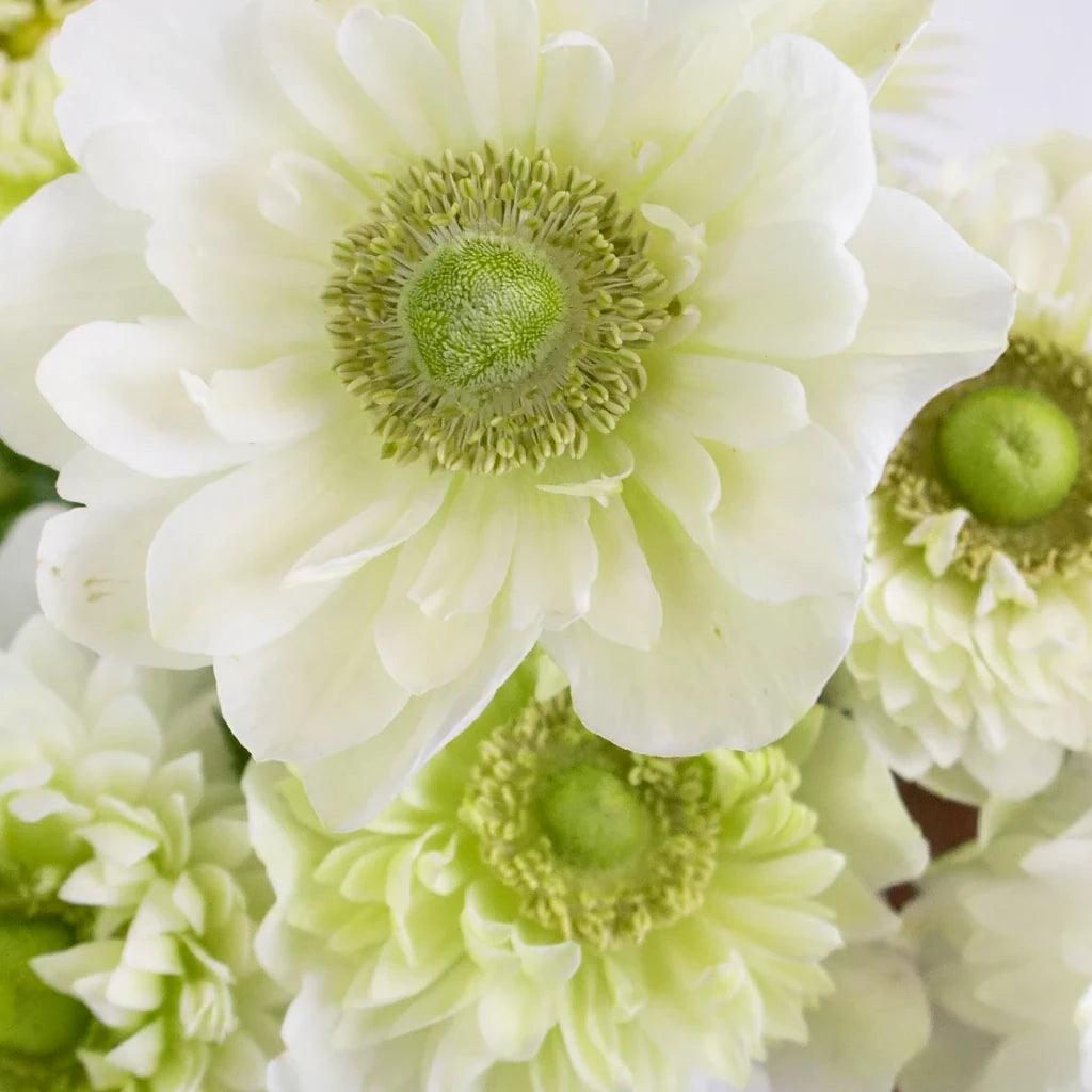White Fullstar Anemones - White - alternative 1